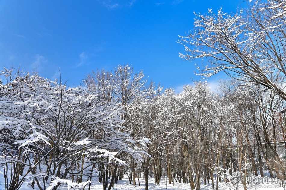 dsc_94061.jpg