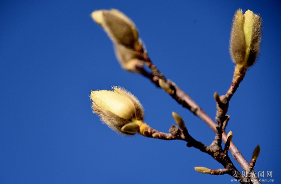 dsc_4652.jpg
