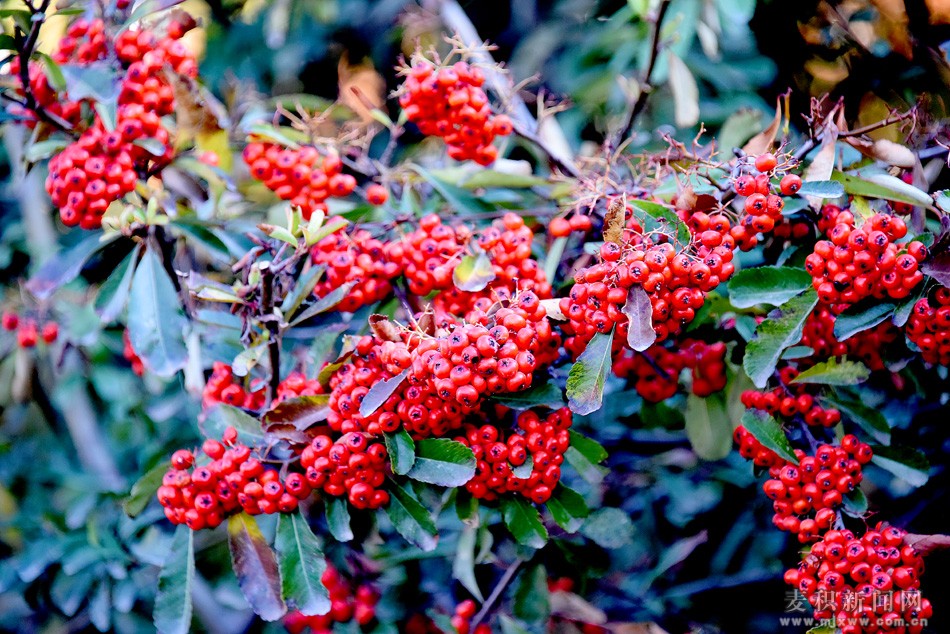 dsc_4665.jpg