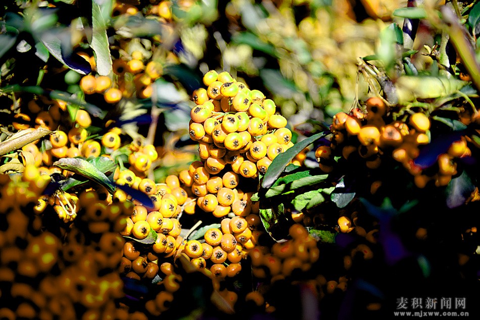 dsc_4667.jpg