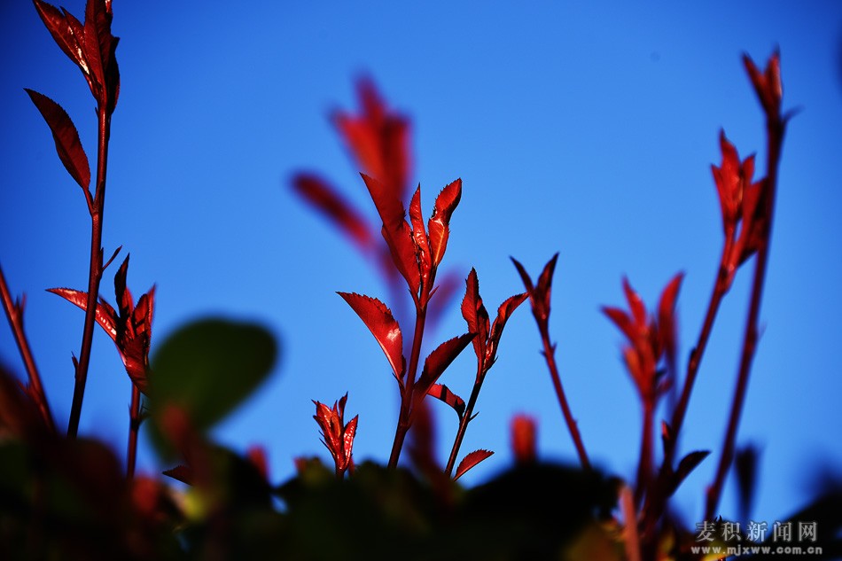 dsc_4730.jpg